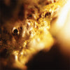HH212-2 Jodis "Black Curtain" CD Album Artwork